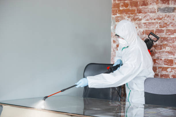 Why You Should Choose Our Mold Remediation Services in Vivian, LA