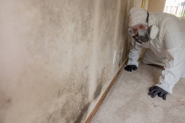 Professional Mold Removal Services in Vivian, LA